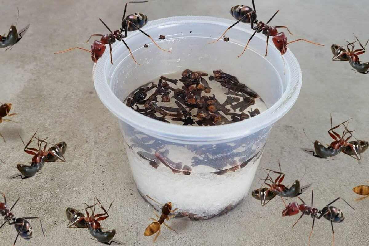 Como acabar com as formigas da sua casa de maneira simples: Receita eficiente