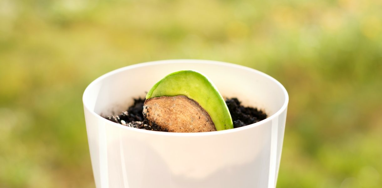 Como transformar um simples caroço de manga em uma planta maravilhosa