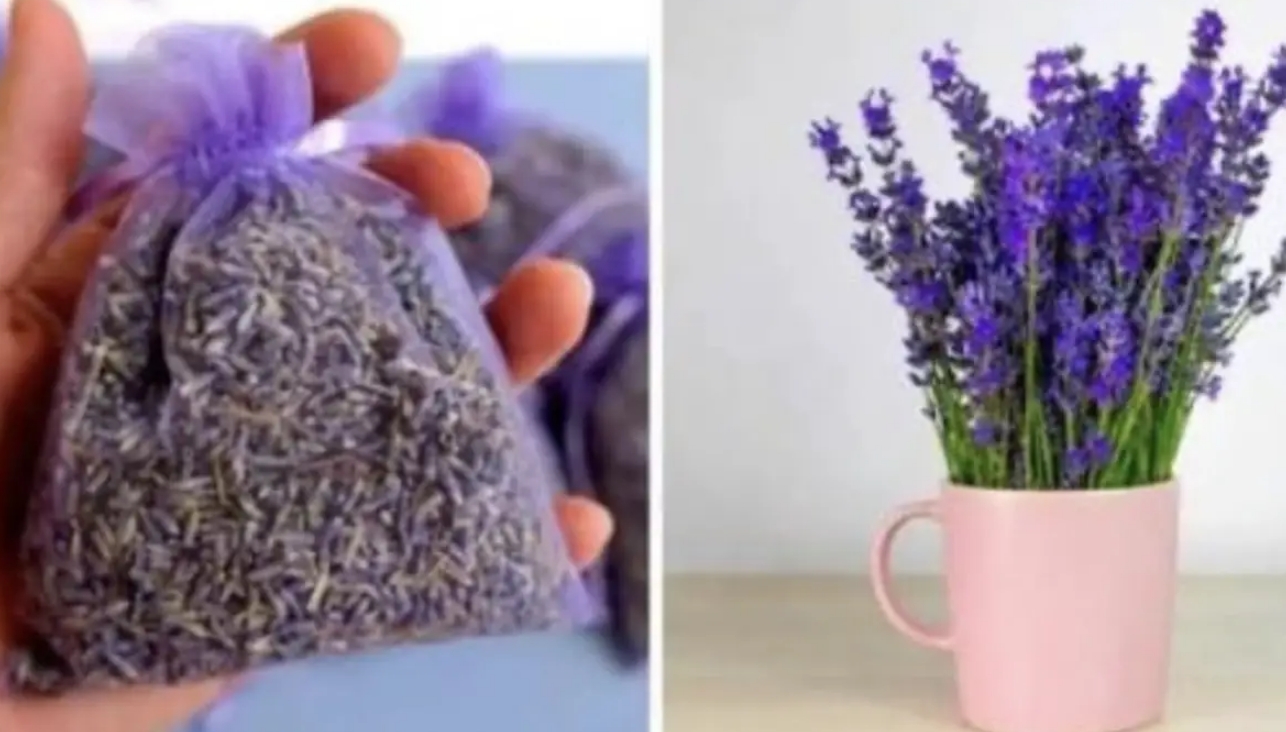 Como cultivar lavanda em uma xícara: Super dica pra casa ficar perfumada