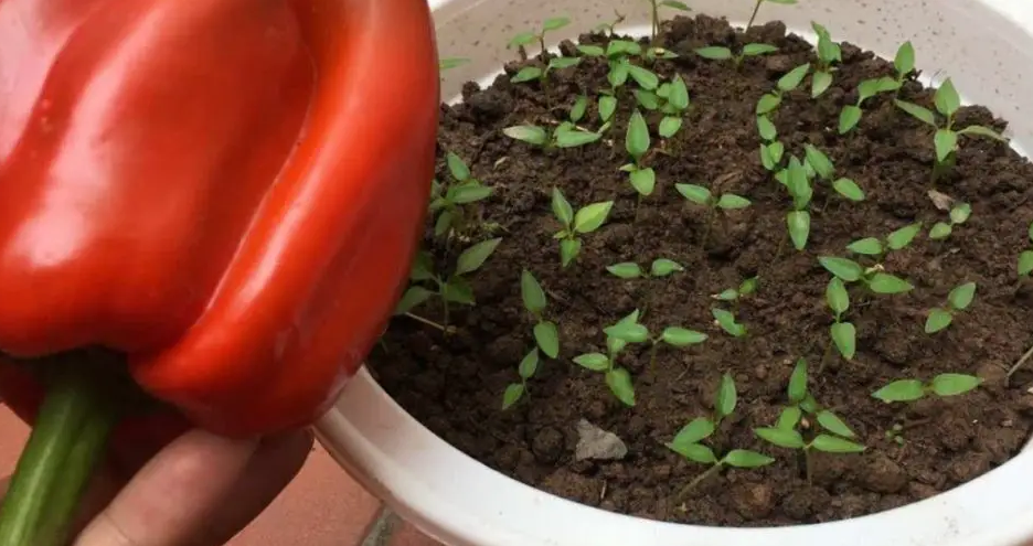 Como cultivar pimentão em casa