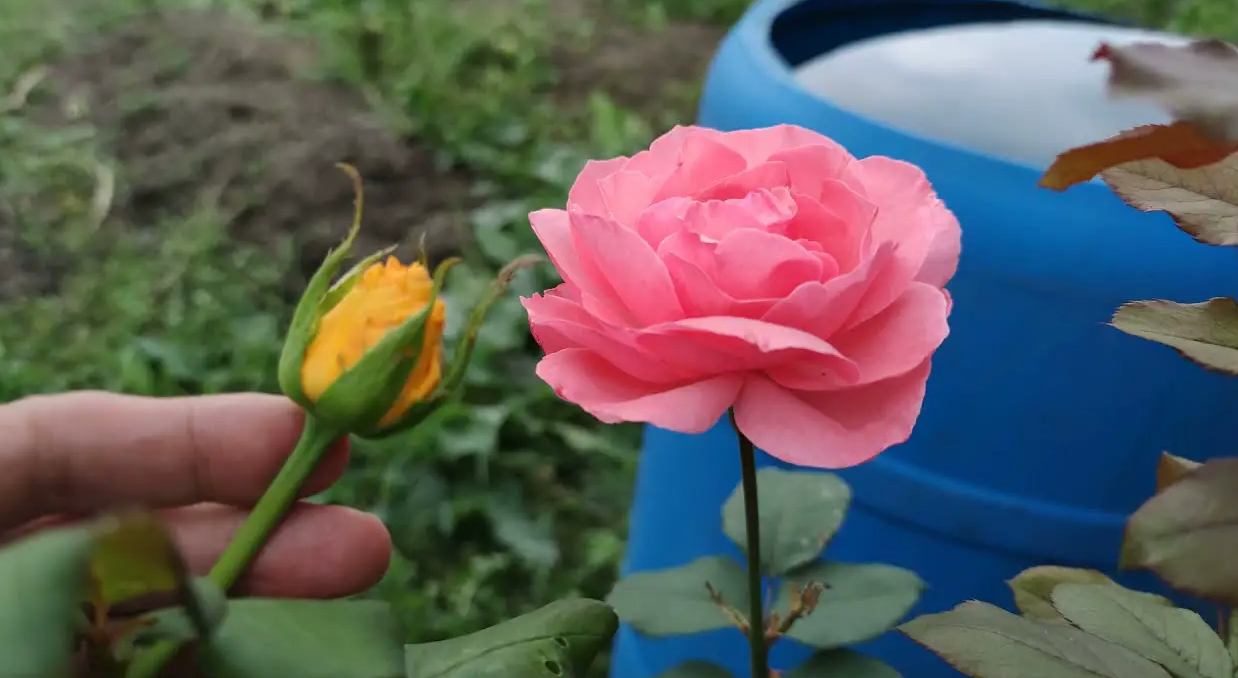 Como enxertar uma rosa em outra variedade