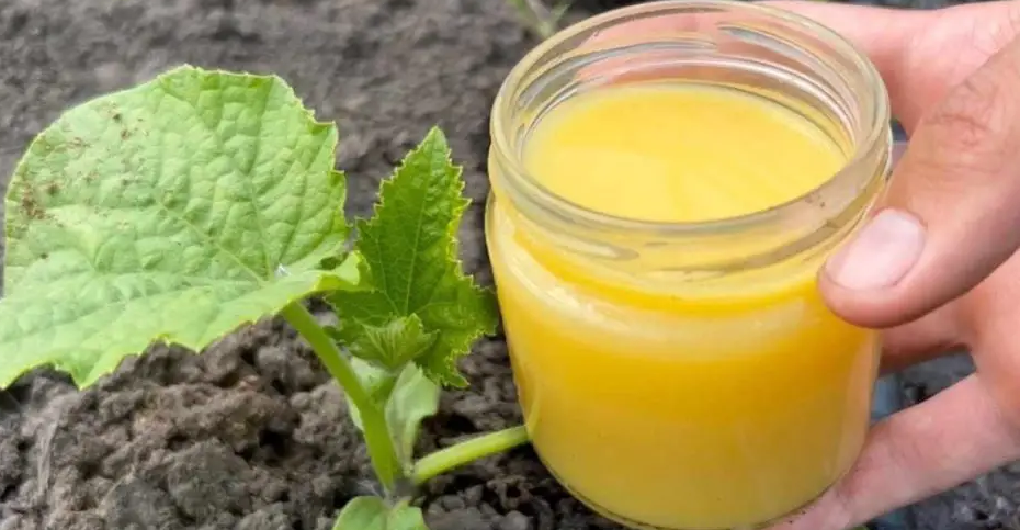 Pepinos, tomates e abobrinhas crescerão bastante