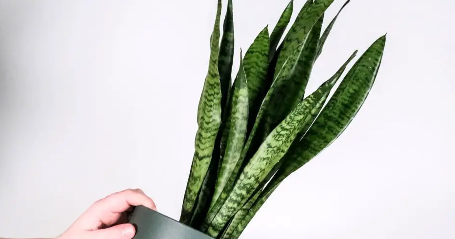 Sansevieria: truques para para acelerar o crescimento