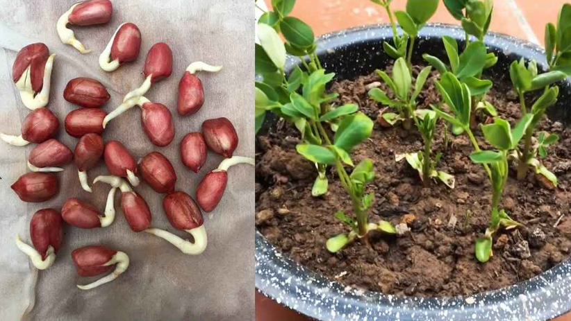 Aprenda a Plantar amendoins em casa em vasos de plástico reciclado